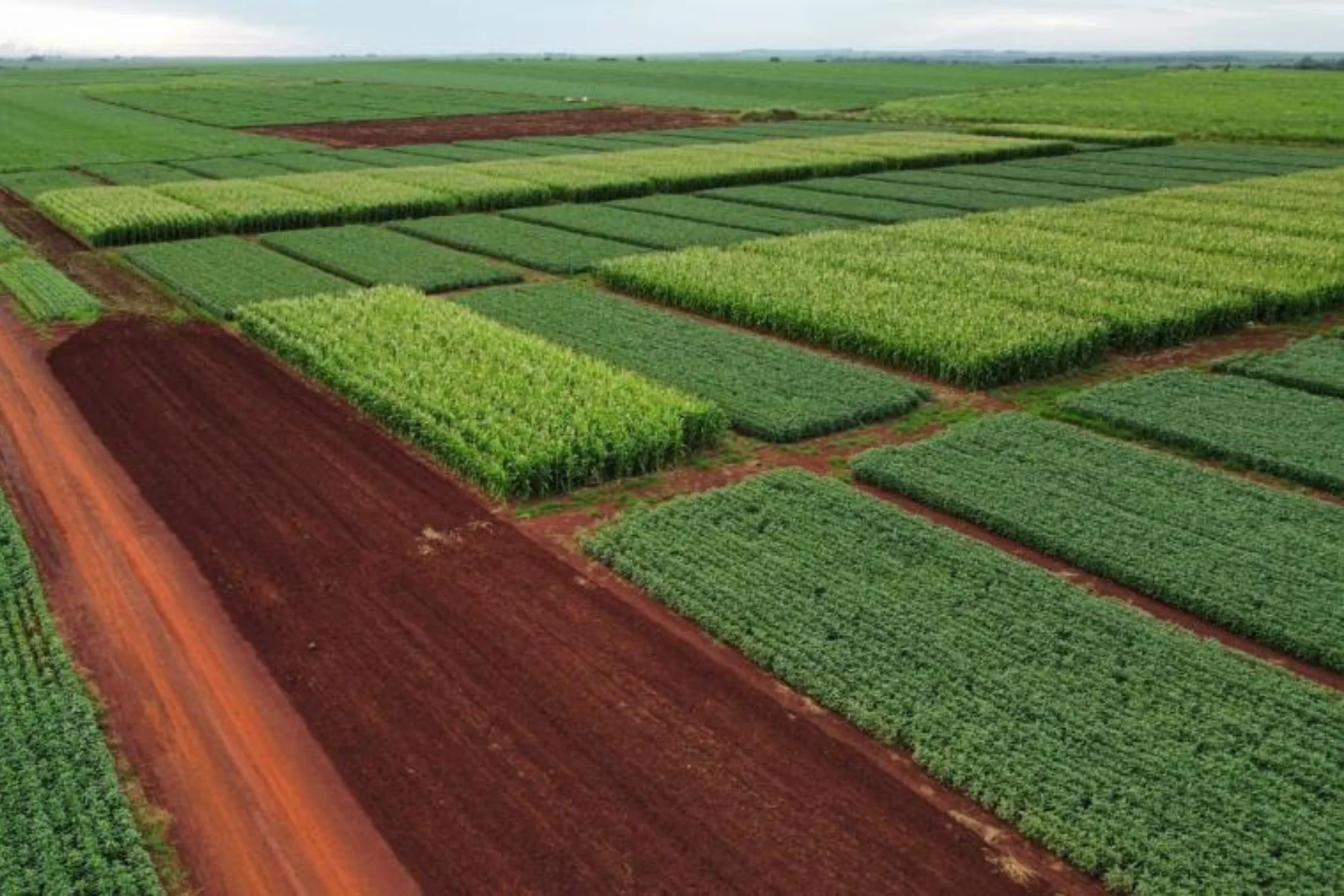 Campo de Teste Asobase Soja – Safra 2024/25
