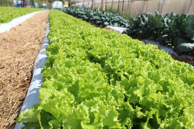 Cultivo de alface em ambiente protegido