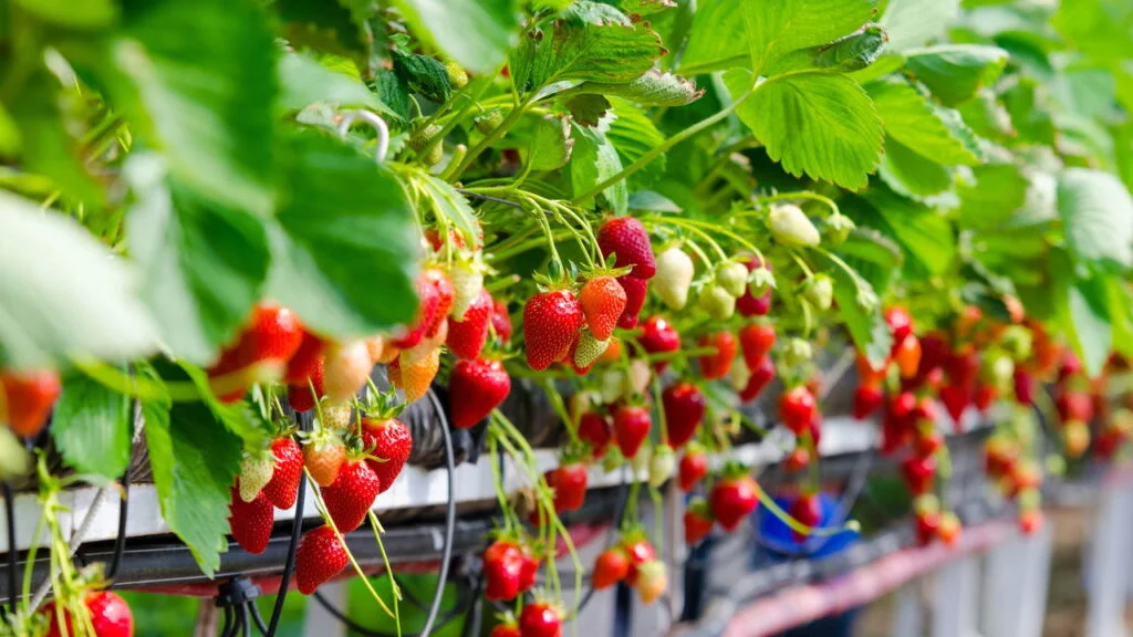 Fruticultura comercial na Serra Gaúcha